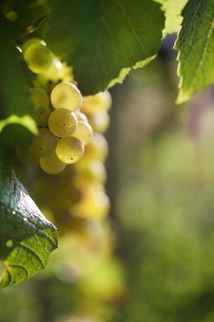 Chardonnay, le cépage des grands vins blancs de Bourgogne